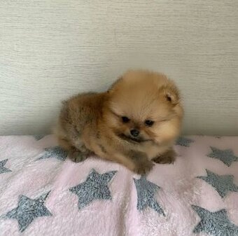 Pomeranian dievčatko