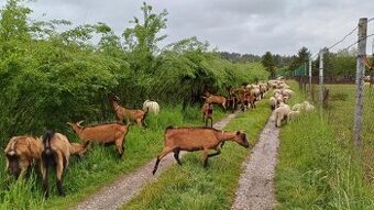 Hneda kratkosrsta koza - dojna koza