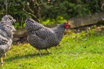 Kuriatka Oravka pásikavá +Oravka biela