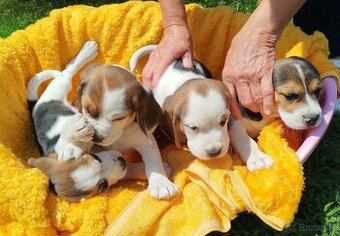 Krásne šteniatka Beagle (Bígl)