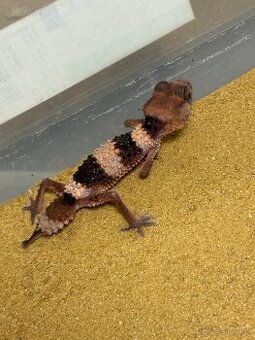 Nephrurus cinctus wheeleri