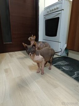Don sphynx