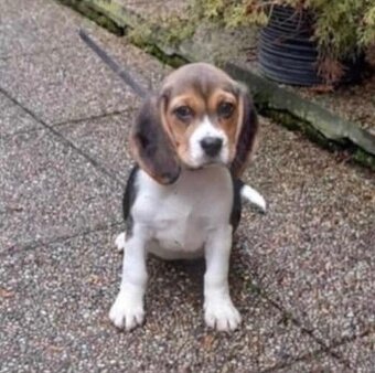 Beagle, bígel, bígl