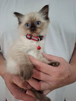 Ragdoll mačiatka - 1