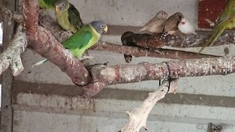 Predám/vymením alexander červenohlavý, 2025