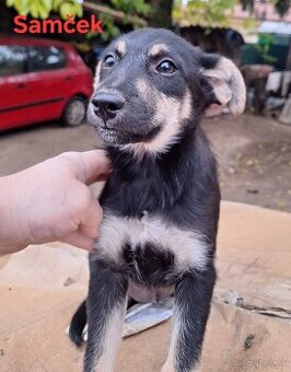 Darujem 10 mesačné šteniatka