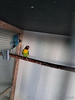 Agapornis škraboškový 2025