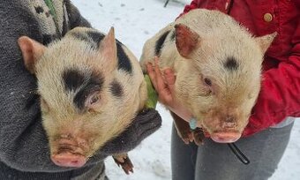 Gottingenské miniprasiatka