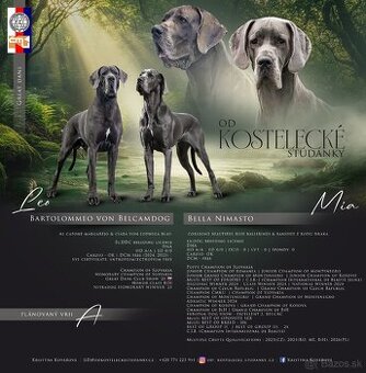 Německá doga modrá s PP - exkluzivní spojení