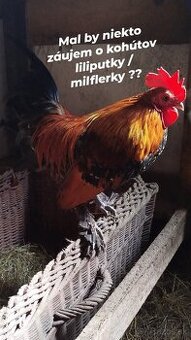Kohúty Liliputky/ Milflerky