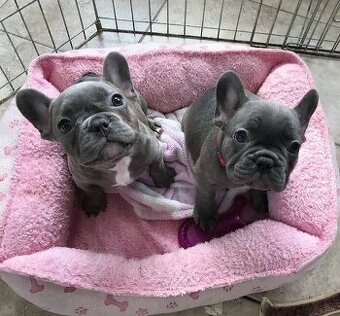 Šteniatka francúzskeho buldočka na adopciu
