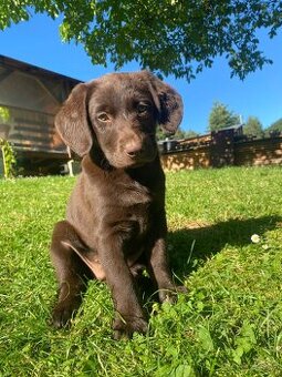 Hnedá fenka labradora