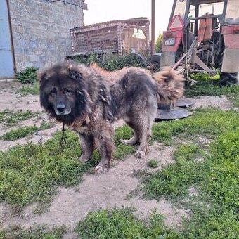 Kaukazak, kaukazsky ovčiak,kaukaz