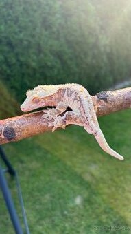 Pagekon riasnaty - LW samec