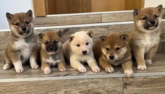 Shiba inu, šiba inu