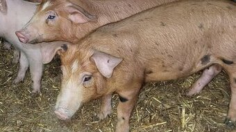 Predám kančeka - 1