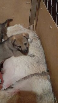 Československý Vlciak