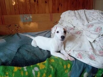 Jack Russell šteniatka