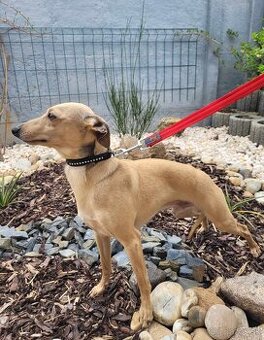 TALIANSKY CHRTÍK - ponúkam psíka na krytie