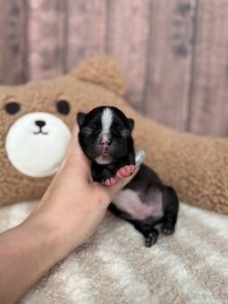 Kavalír king charles španěl s PP