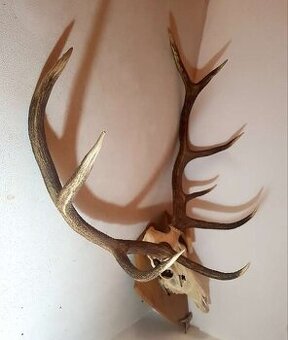 Predám jelenie parohy