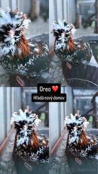 Darujem paduanky - kohutov