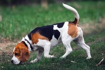 BIGL- BEAGLE - KUPIM.