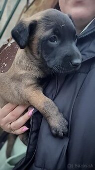 Belgický ovčiak Malinois