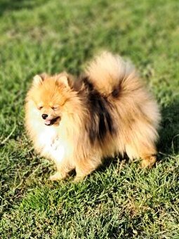 Pomeranian