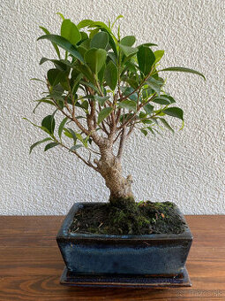 Fikus Ficus Retusa bonsaj3