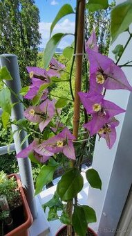 Bugenvilea (Bougainvillea)