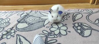 Mini lop