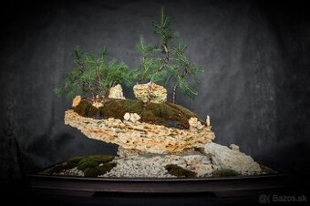 Bonsai Krajinka v miske 78x38cm, prírodný kameň