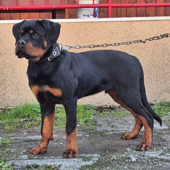 Rotvajler, Rottweiler s PP