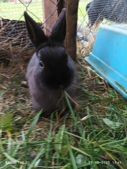 Darujem zakrsle zajačiky