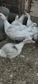 Čínské kačice - pižmové kačky