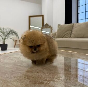 Pomeranian Teddy