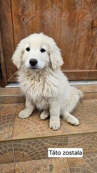 Slovenský čuvač - šteniatka