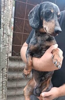 Darujem psíka jazvečíka