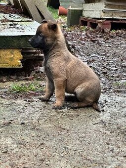 Belgický ovčiak - Malinois