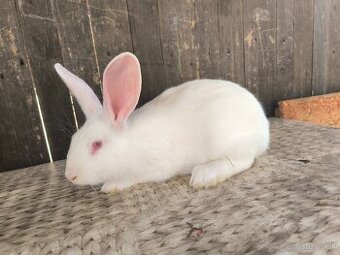 Predám králiky domáce (hyla)