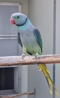 ALEXANDER ŠEDÝ HOLUBÍ 1.0