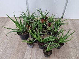 Aloe Vera - 1