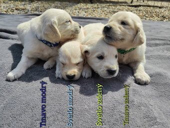 Zlatý Retriever
