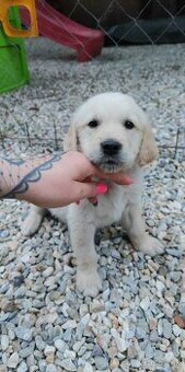 Zlatý Retriever