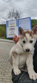 Sibírsky husky