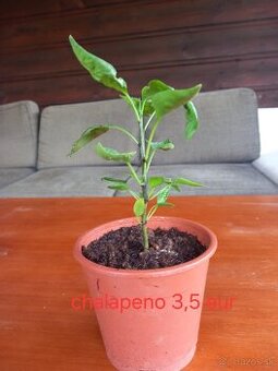 Chili chalaprno sadenice