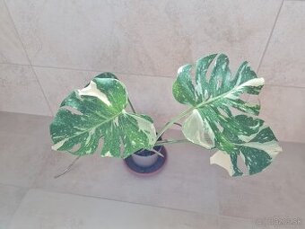 Monstera thai constellation