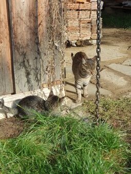 Kocúrik  a mačička