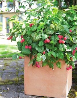 Predám maliny a iné korene a kríky...